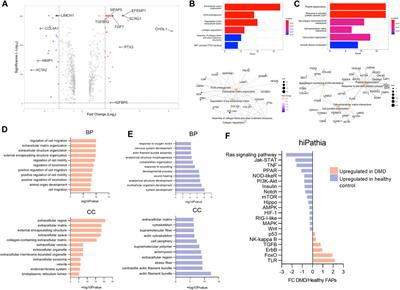 Single cell RNA sequencing of human FAPs reveals different functional stages in Duchenne muscular dystrophy